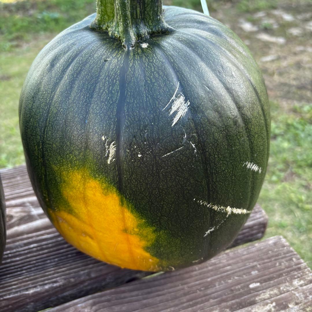 【ぷーこ】ハロウィンかぼちゃ　本物