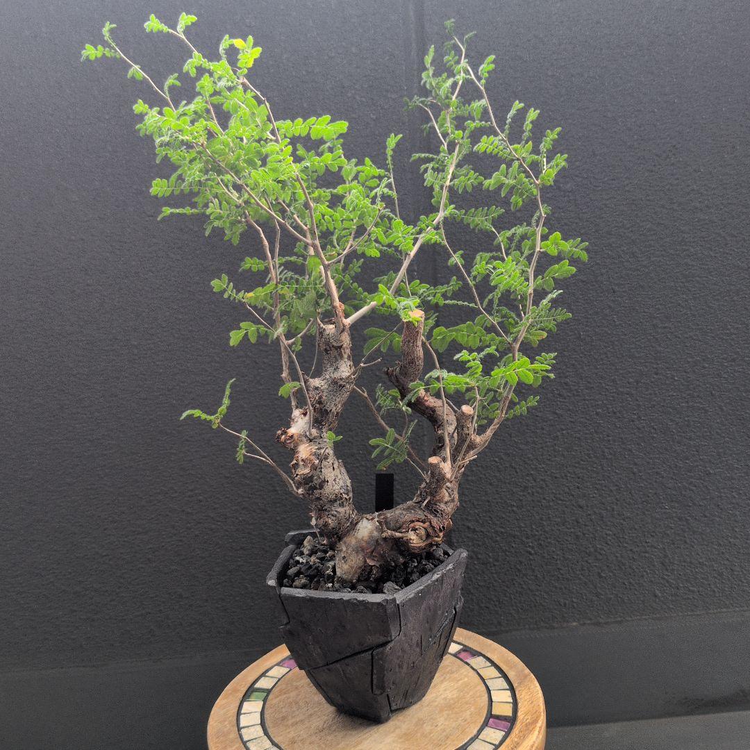 か*き様 コミフォラ　モンストローサ　発根済み　現地球