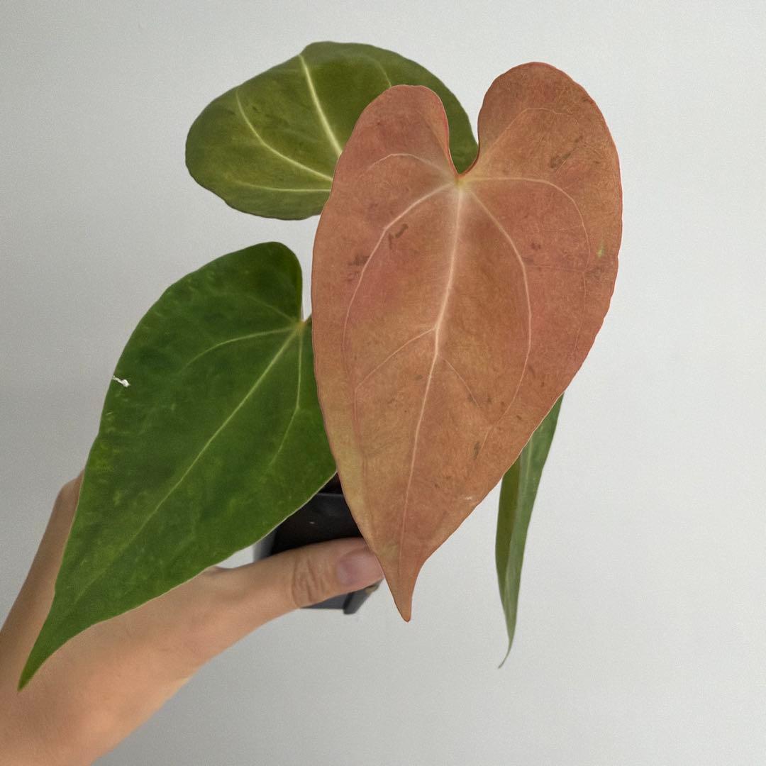 Anthurium ‘Mint King’ アンスリウムミントキング 3