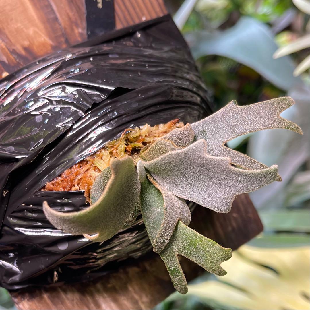 ビカクシダ yellow moon spore dwarf selected