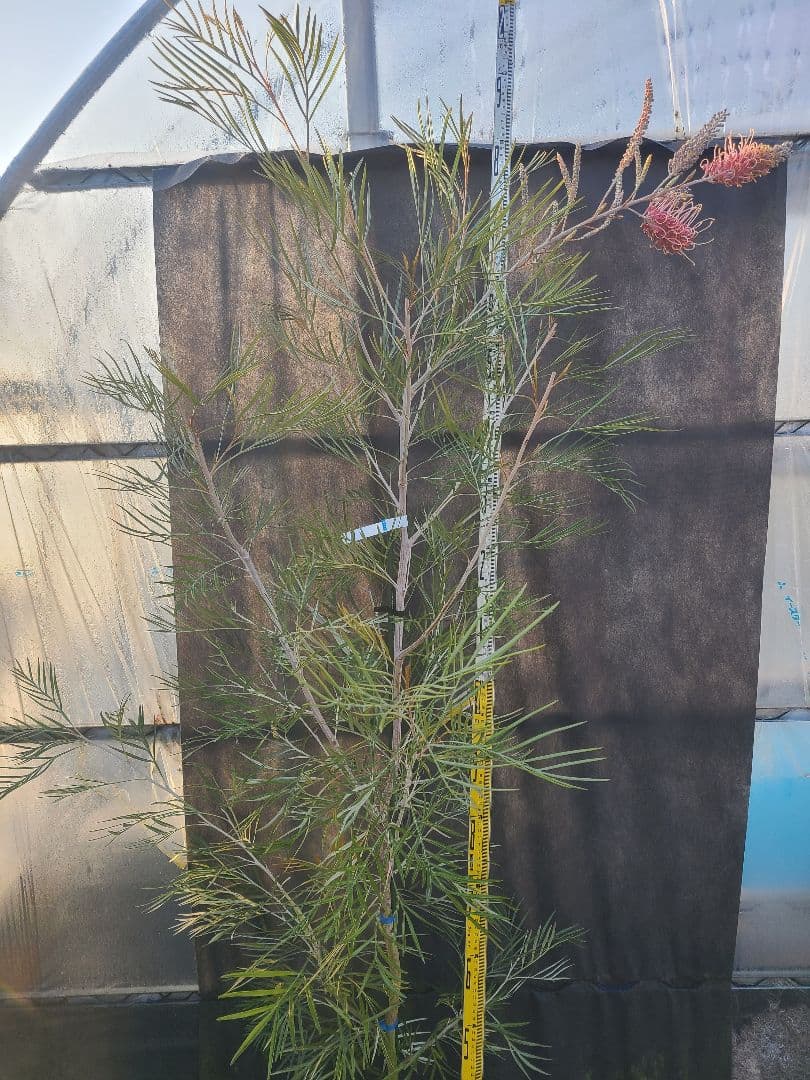 【花芽付き・大株】グレビレア ピンクサプライズ 7号鉢 高さ約200cm 希少