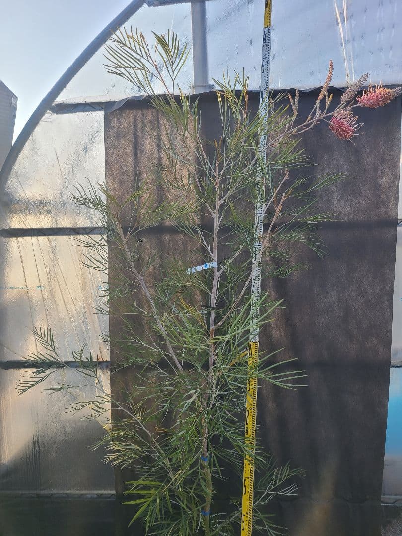 【花芽付き・大株】グレビレア ピンクサプライズ 7号鉢 高さ約200cm 希少