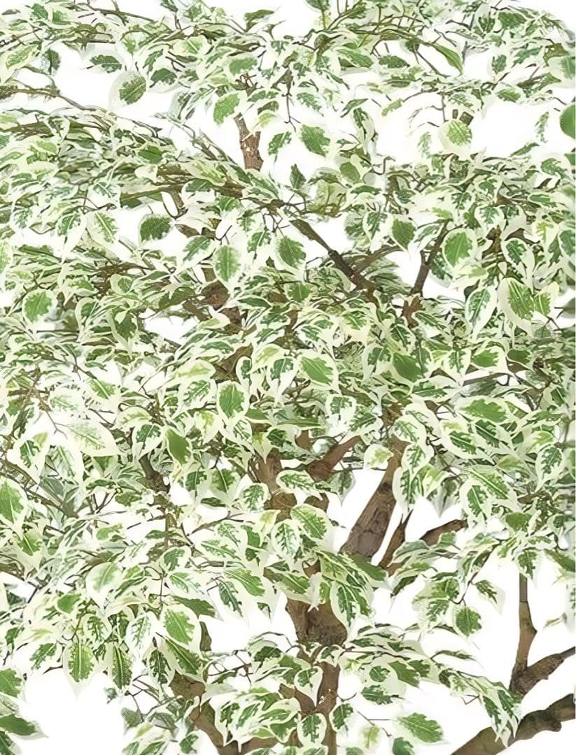 光触媒　人工観葉植物　フェイクグリーン　ベンジャミナスターライトコアッド