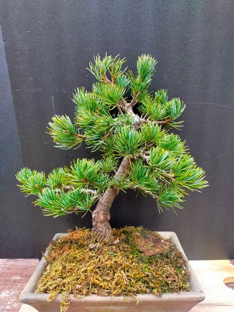 To4kazu様　五葉松　盆栽　模様木