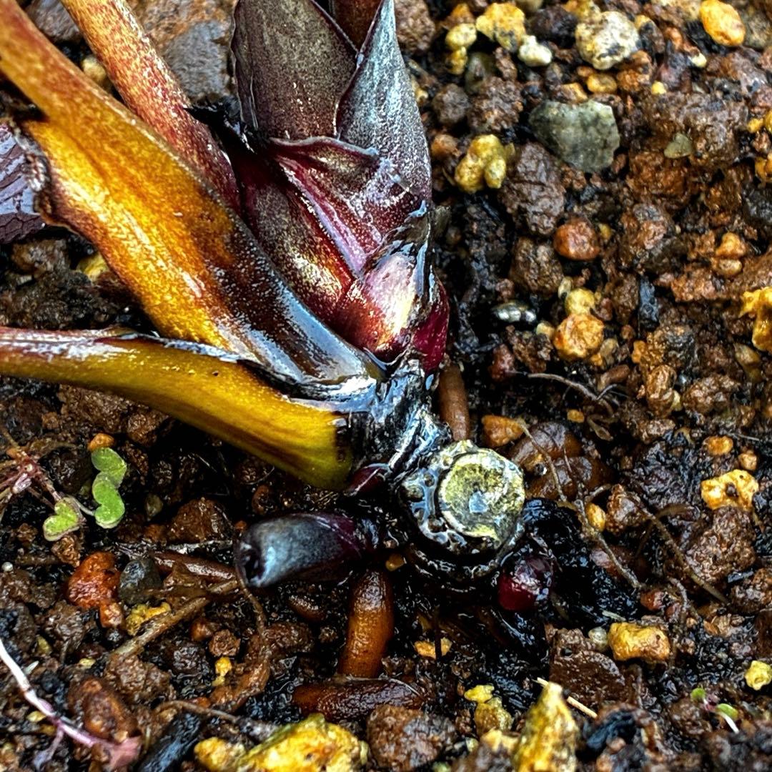 ☘️蕾花タグ付☘️超レア☘️6号⭐️DD⭐️BLACK⭐️llic⭐️Ashwood⭐️