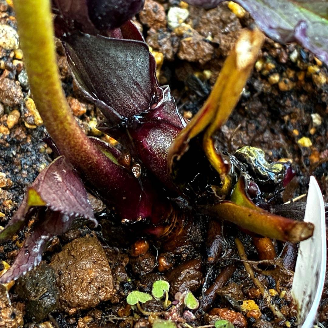 ☘️蕾花タグ付☘️超レア☘️6号⭐️DD⭐️BLACK⭐️llic⭐️Ashwood⭐️