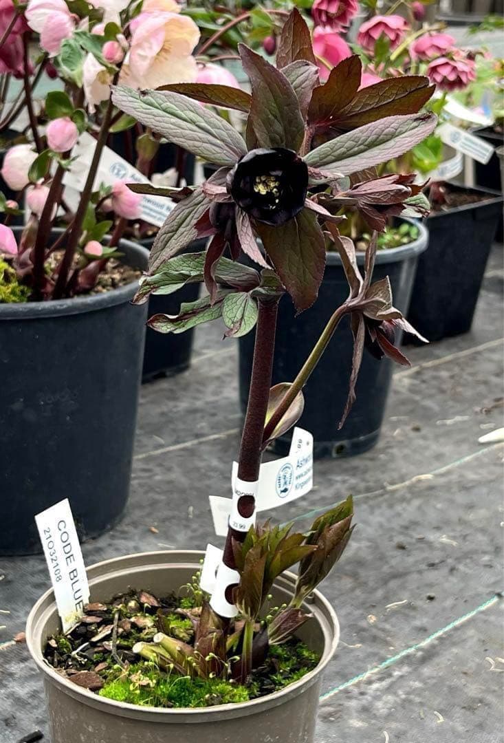 ☘️蕾花タグ付☘️超レア☘️6号⭐️DD⭐️BLACK⭐️llic⭐️Ashwood⭐️