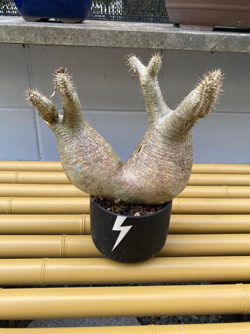 パキポディウム　グラキリス　二頭