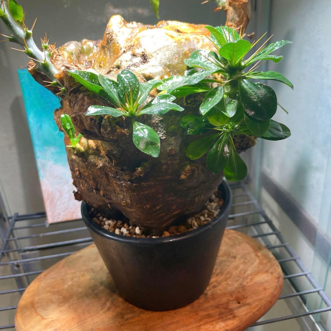 牛骨頭部　オレンジ肌　パキポディウム　サウンデルシー　サンデルシー　現地球発根済