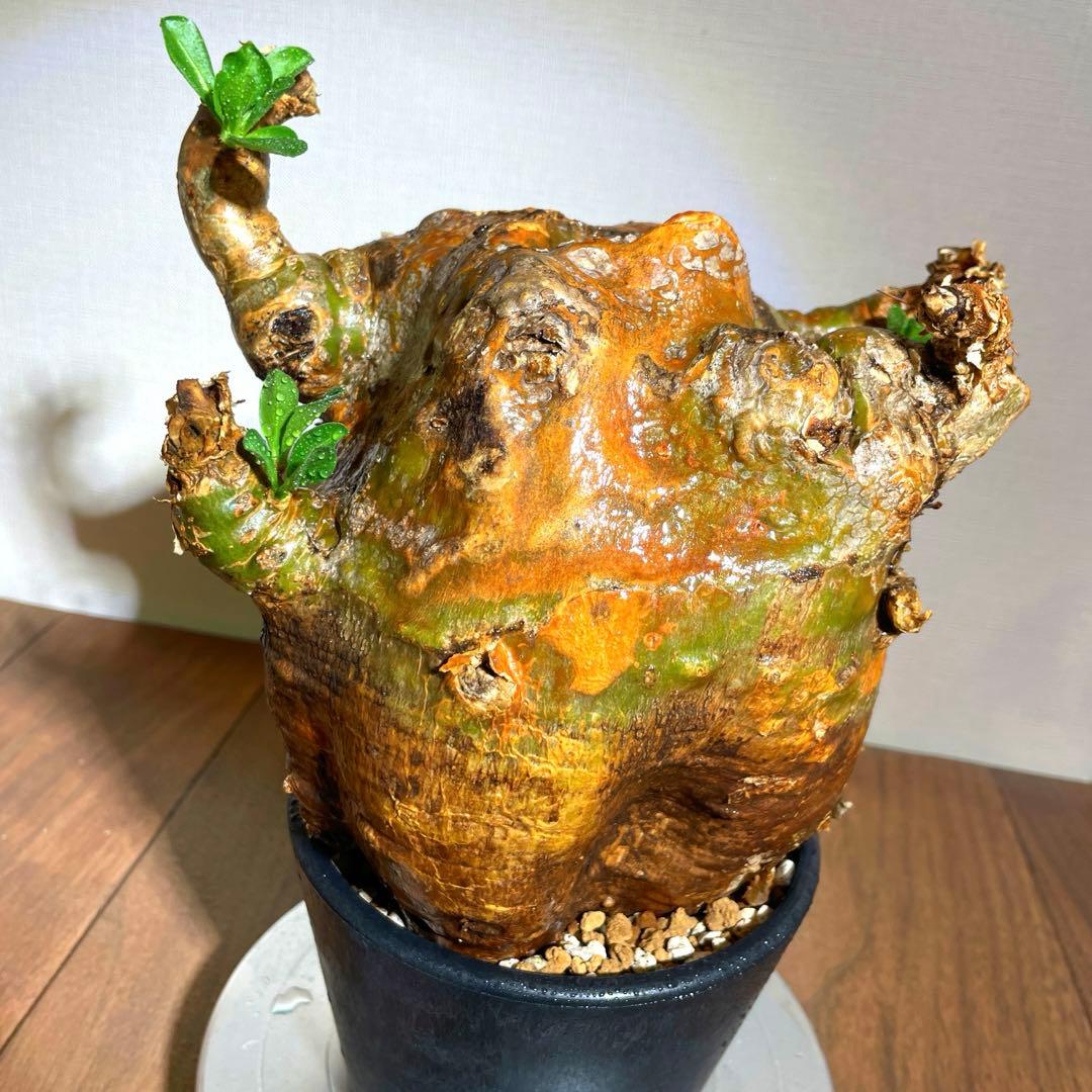 牛骨頭部　オレンジ肌　パキポディウム　サウンデルシー　サンデルシー　現地球発根済