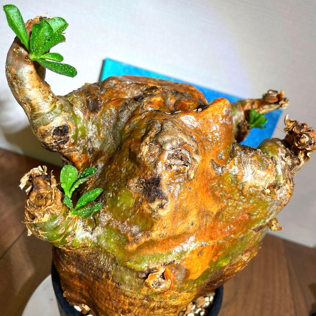 牛骨頭部　オレンジ肌　パキポディウム　サウンデルシー　サンデルシー　現地球発根済