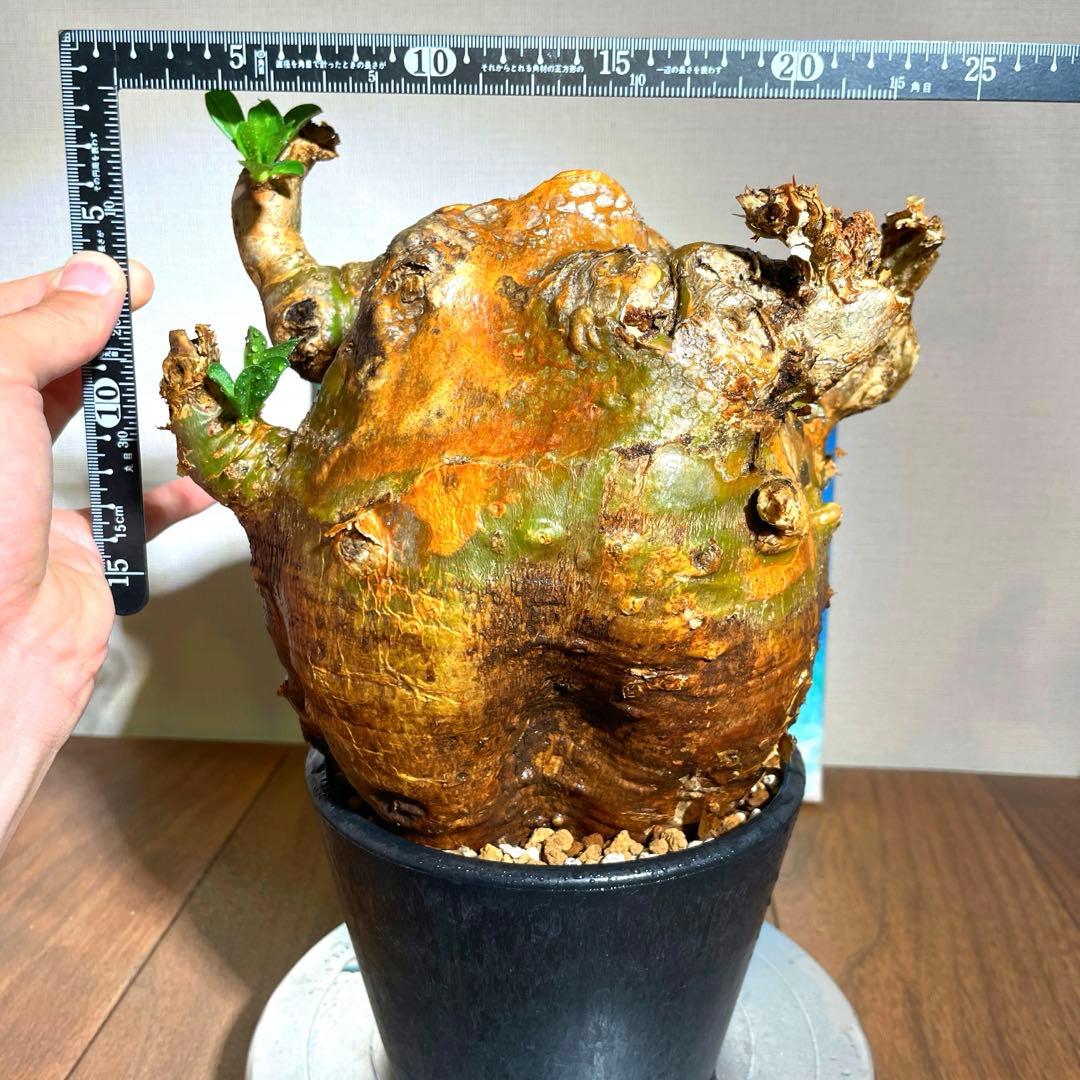 牛骨頭部　オレンジ肌　パキポディウム　サウンデルシー　サンデルシー　現地球発根済