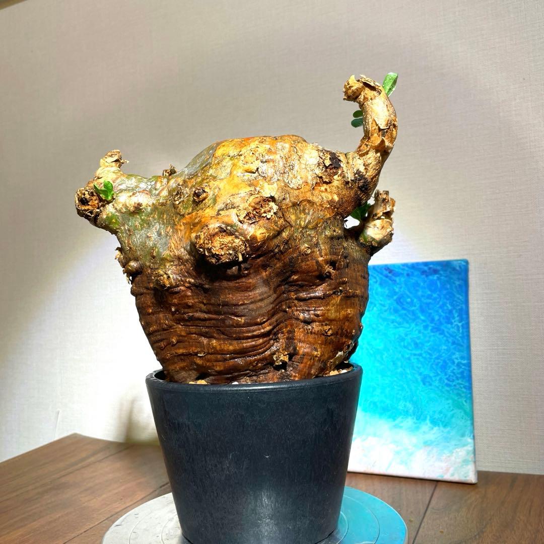 牛骨頭部　オレンジ肌　パキポディウム　サウンデルシー　サンデルシー　現地球発根済