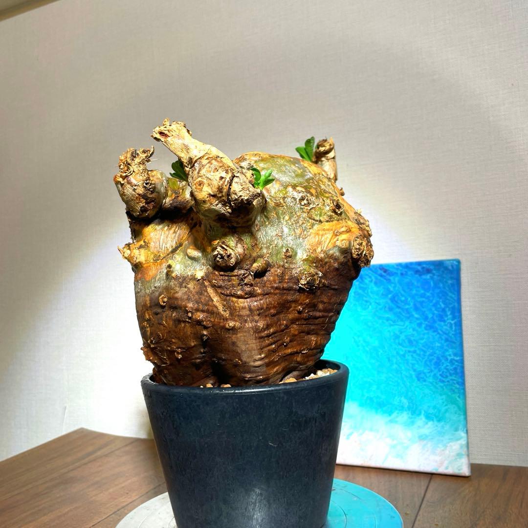 牛骨頭部　オレンジ肌　パキポディウム　サウンデルシー　サンデルシー　現地球発根済