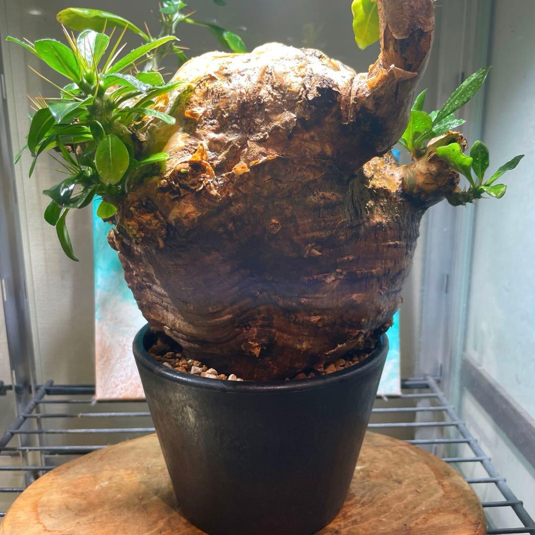 牛骨頭部　オレンジ肌　パキポディウム　サウンデルシー　サンデルシー　現地球発根済