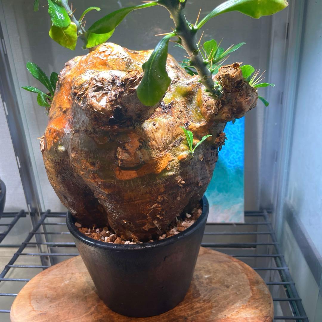 牛骨頭部　オレンジ肌　パキポディウム　サウンデルシー　サンデルシー　現地球発根済