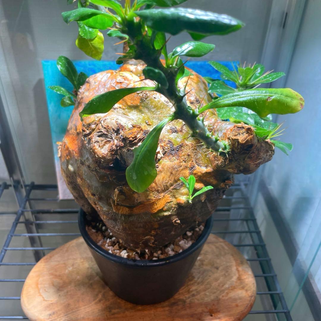 牛骨頭部　オレンジ肌　パキポディウム　サウンデルシー　サンデルシー　現地球発根済