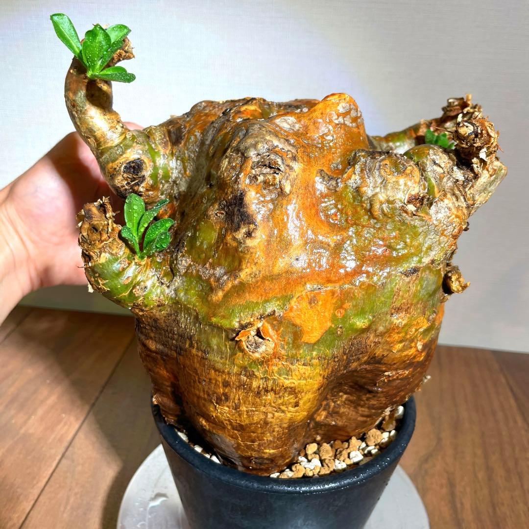 牛骨頭部　オレンジ肌　パキポディウム　サウンデルシー　サンデルシー　現地球発根済