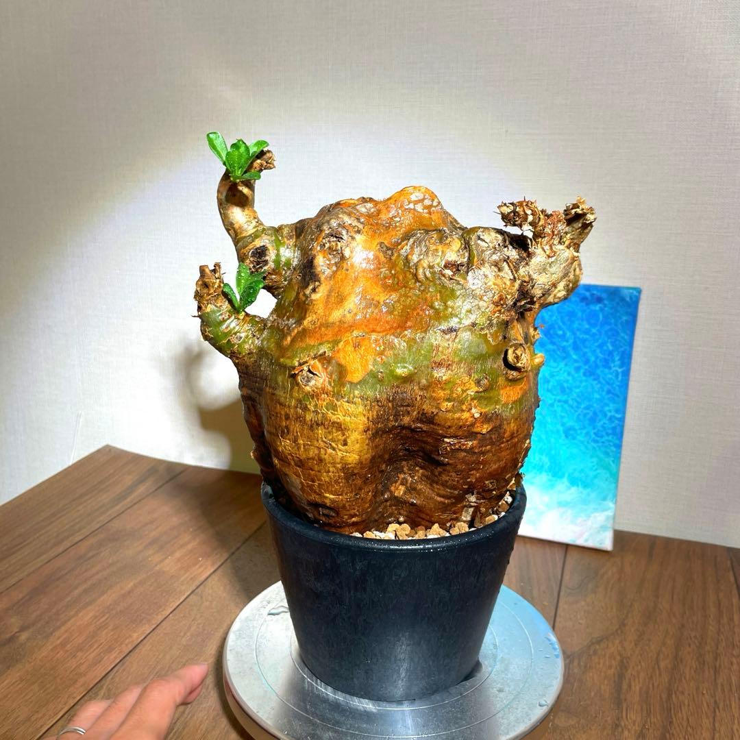 牛骨頭部　オレンジ肌　パキポディウム　サウンデルシー　サンデルシー　現地球発根済