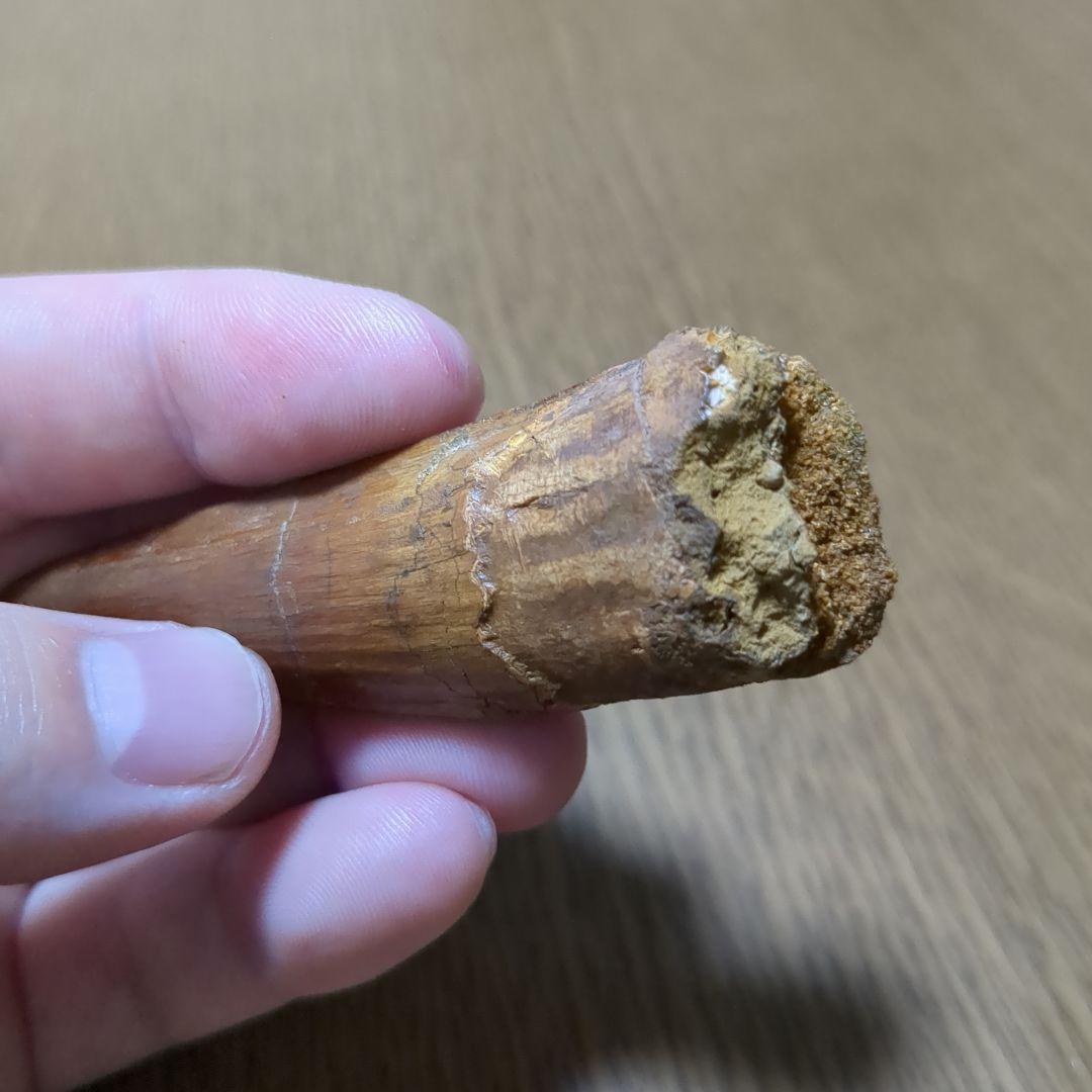 恐竜 化石 スピノサウルスの歯化石　　（値下げ交渉 可能‼️）