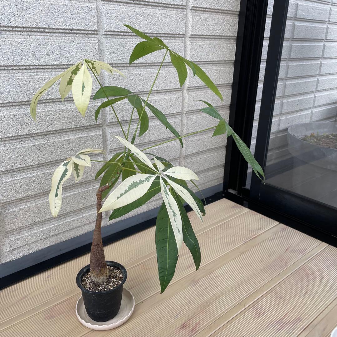 斑入りパキラ ムーンライト 希少 実生