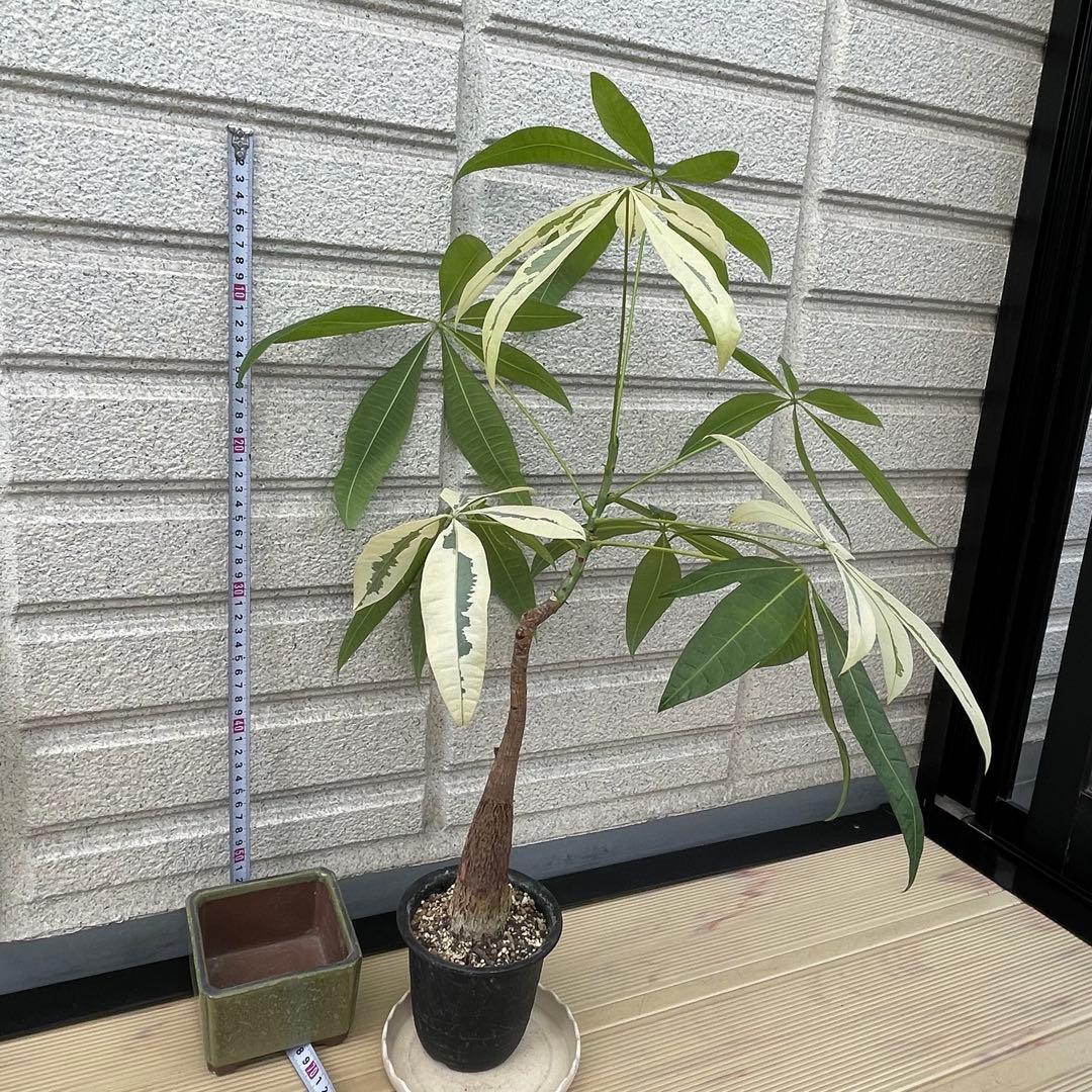 斑入りパキラ ムーンライト 希少 実生