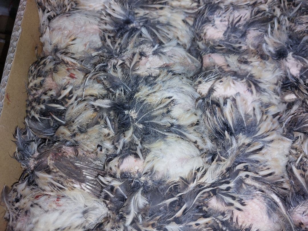 ハッピー様、内臓処理済み(国内産)　2ケース　猛禽、爬虫類等に。