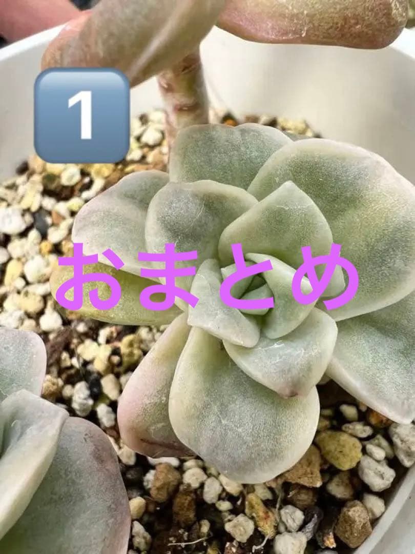 ラブリーローズ錦  白斑 ✨抜き苗✨