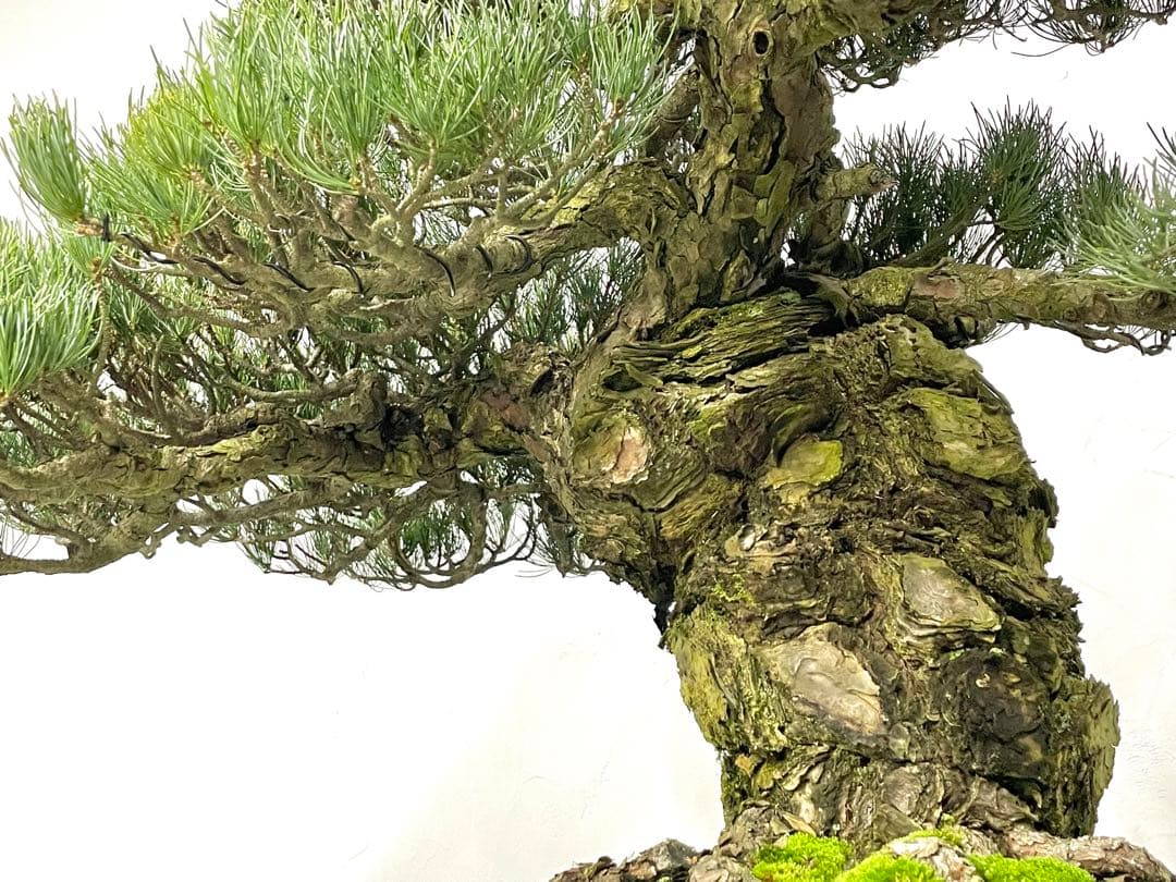 三河盆栽　宮島五葉松松　盆栽　古木　松