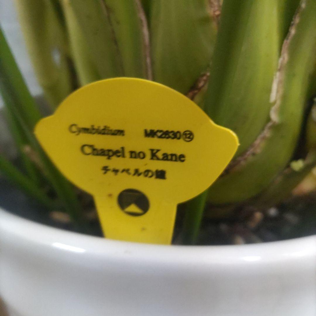 ⭐️シンピジュームアーチ５本立ち⭐️チャペルの鐘