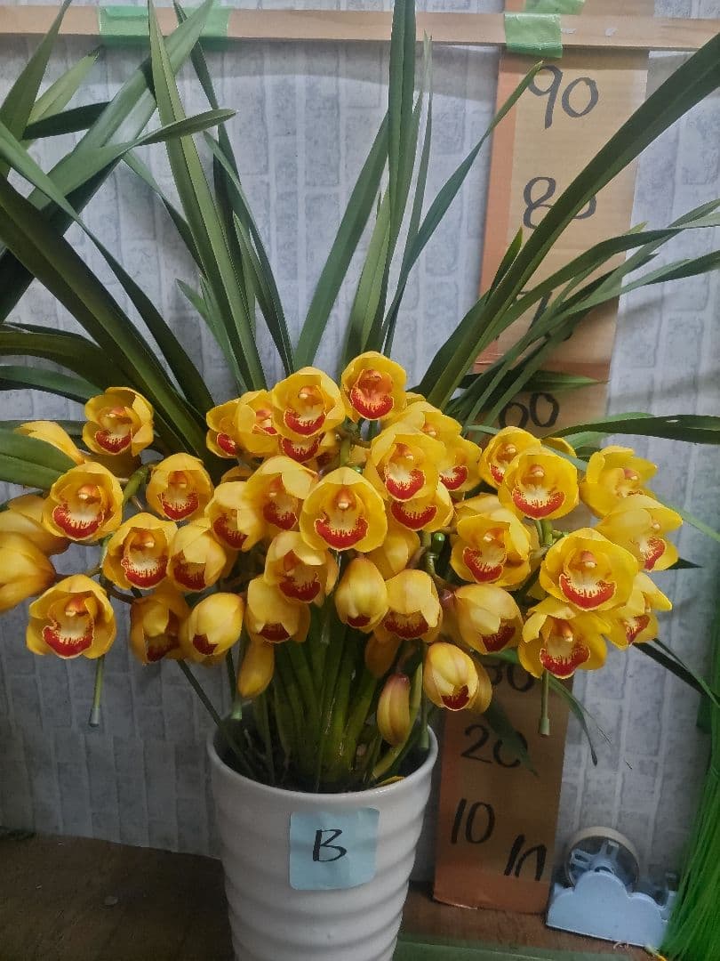 ⭐️シンピジュームアーチ５本立ち⭐️チャペルの鐘