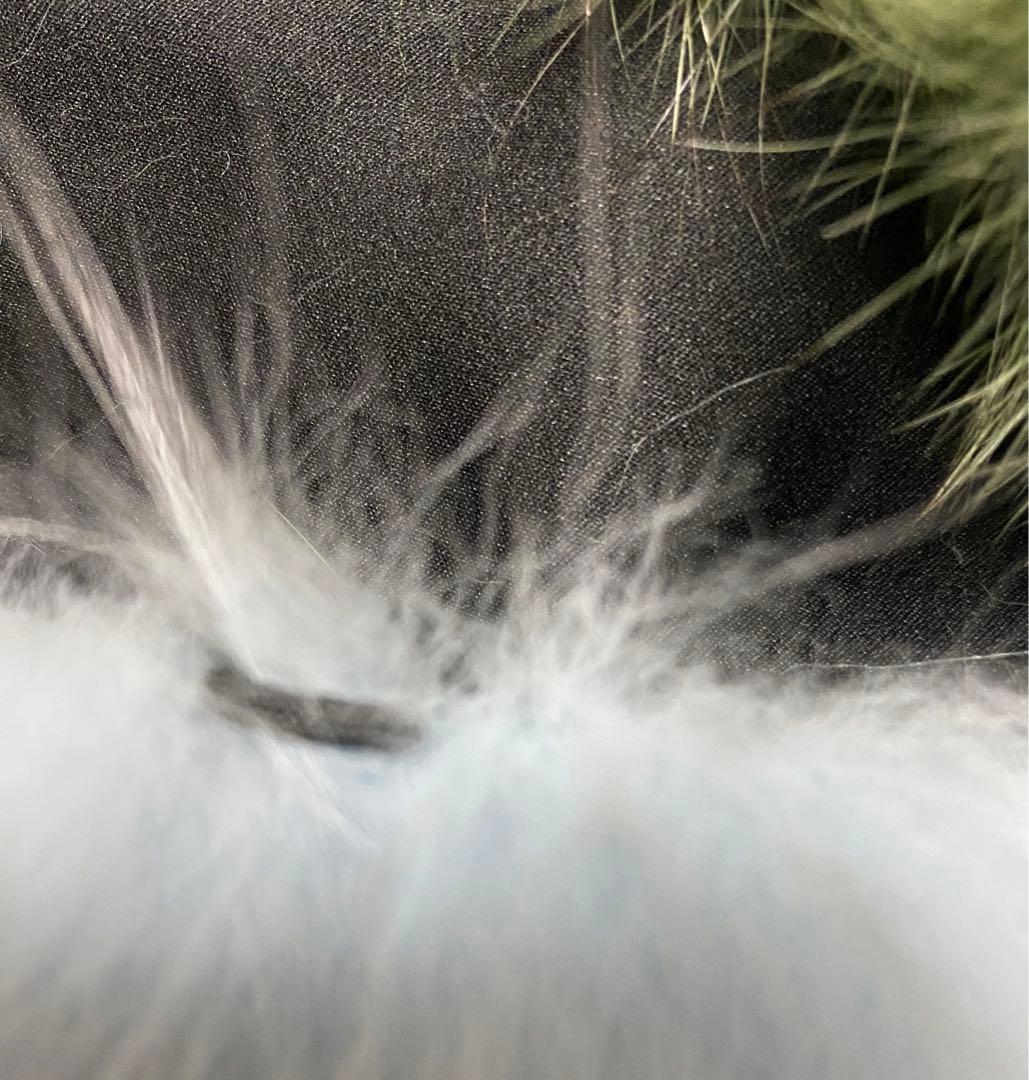 CHARLOTE.SIMONS フォックスファーマフラー　シャーロットシモーヌ