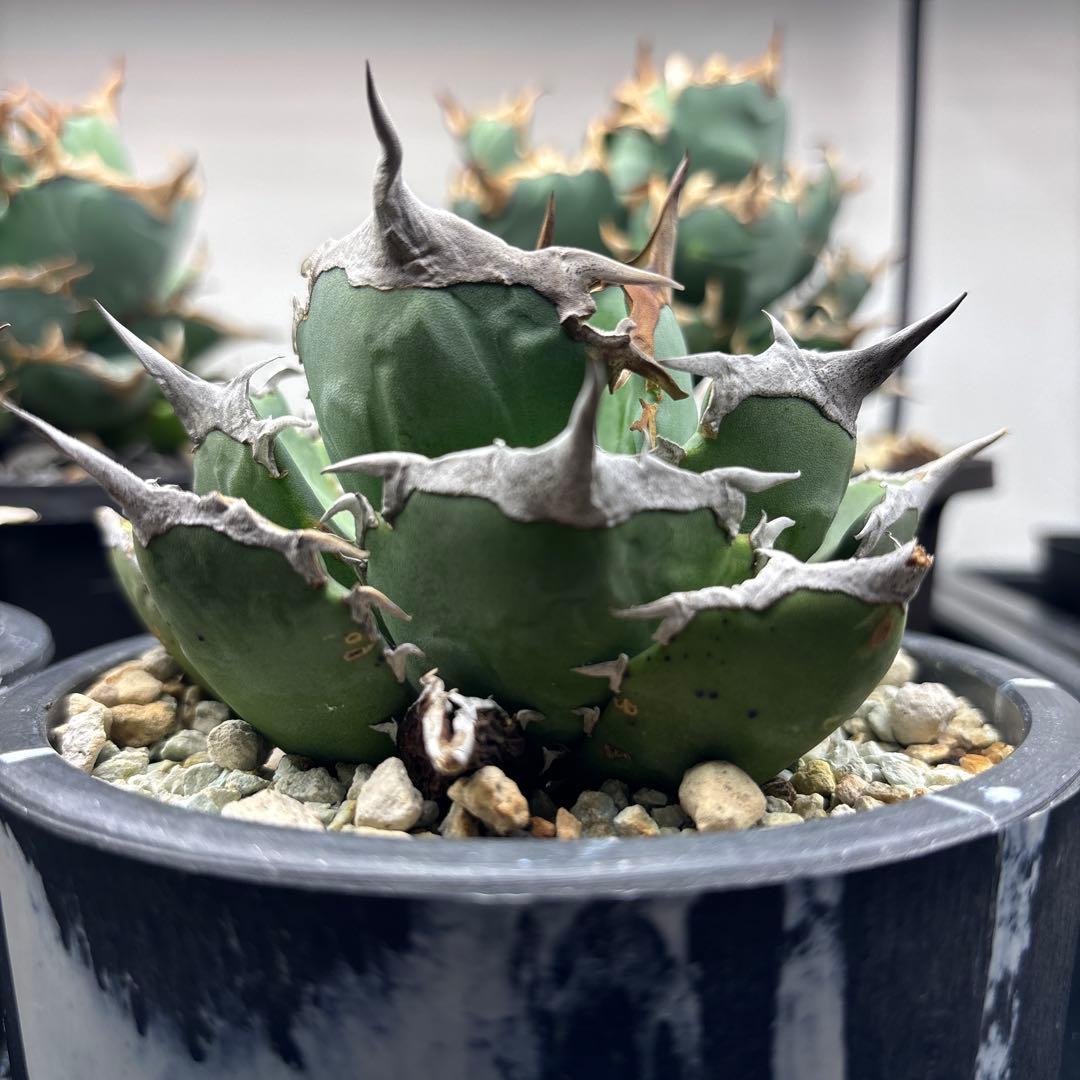 アガベ　チタノタ　黒犀牛