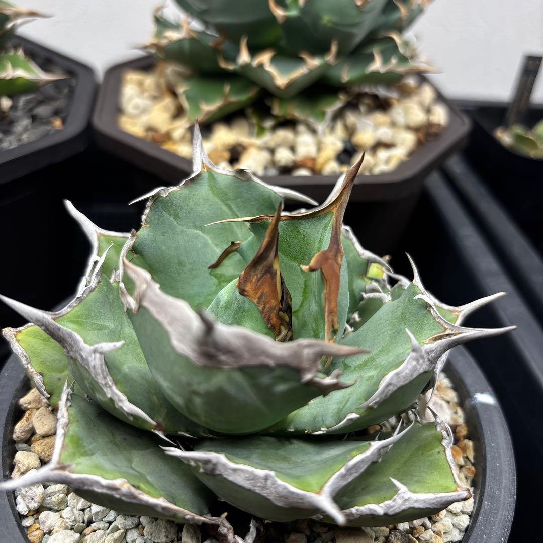 アガベ　チタノタ　黒犀牛