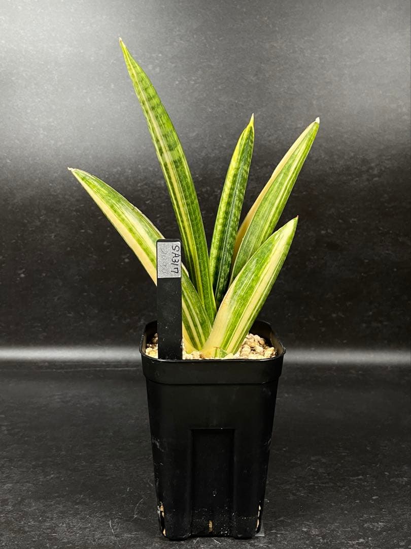 EMP サンセベリア マーシャアンジャニ / SA317