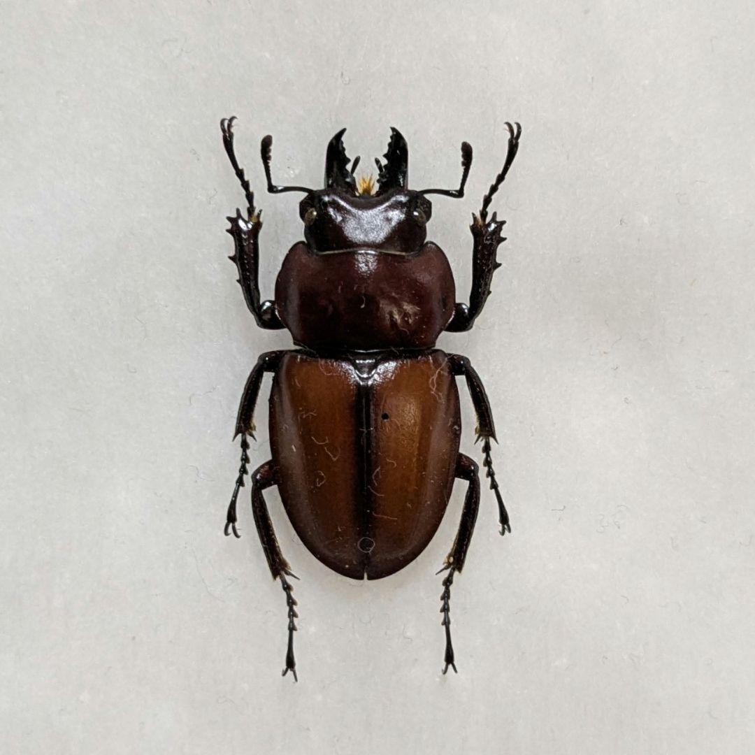標本　規制前野外品チャイロマルバネクワガタ27mm