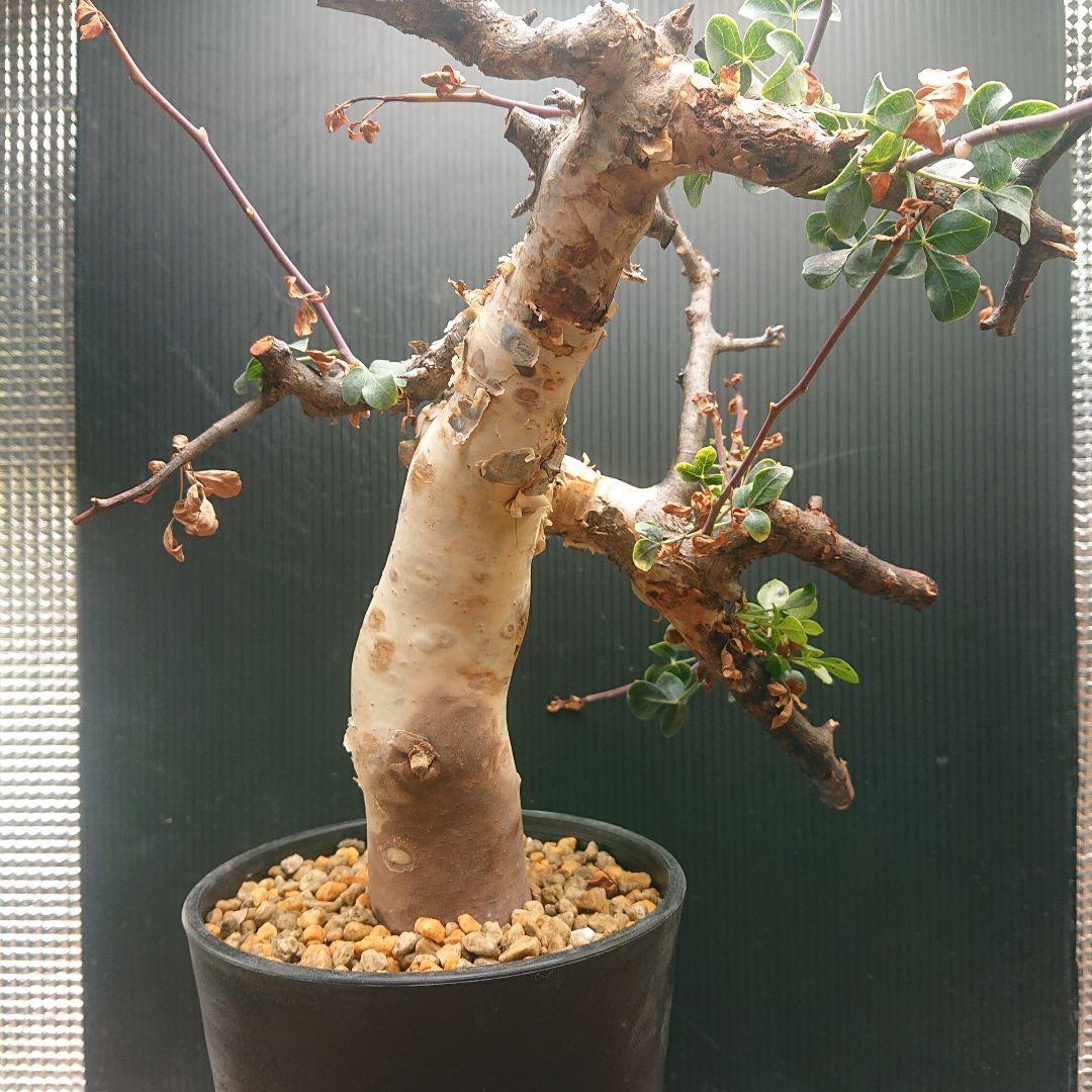 ②コミフォラ カタフ ピュア 塊根植物 現地株 パキプス