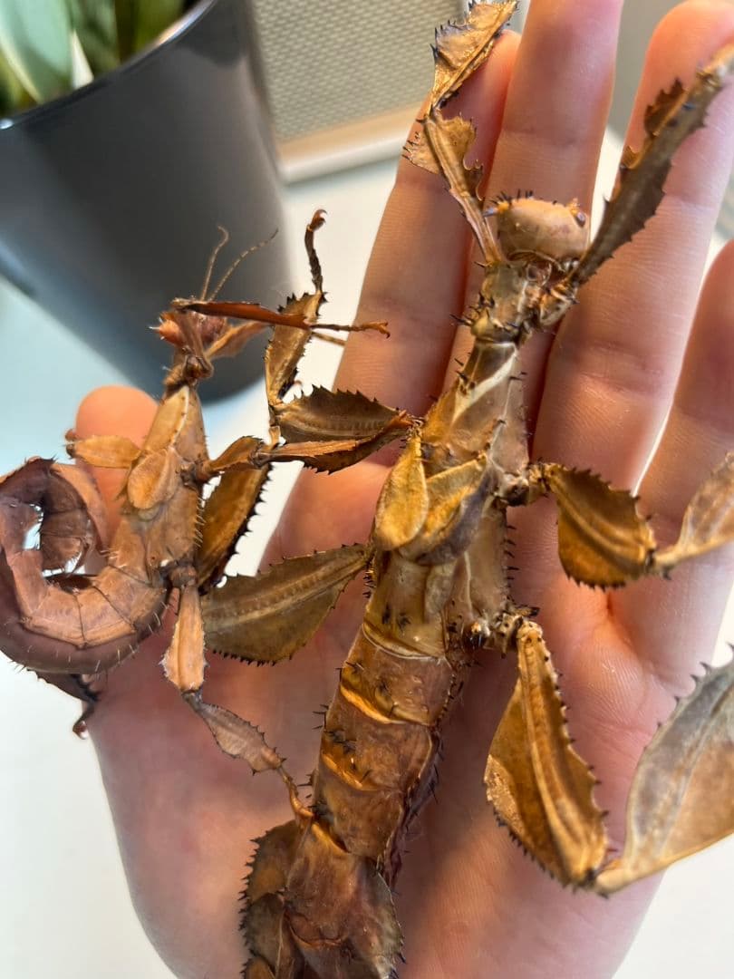 【150mm】ユウレイヒレアシナナフシの昆虫標本 コノハムシ