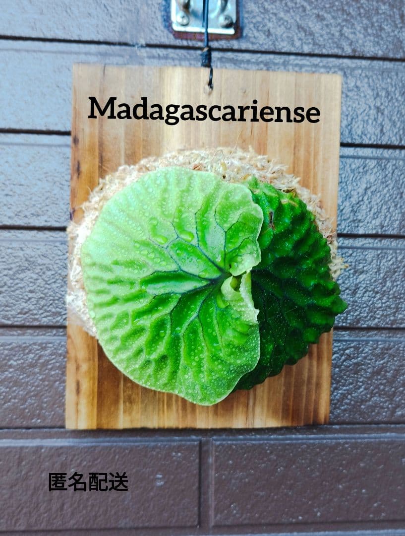 Ｍadagascariense (oc)株分 NO.27 マダガスカリエンセ