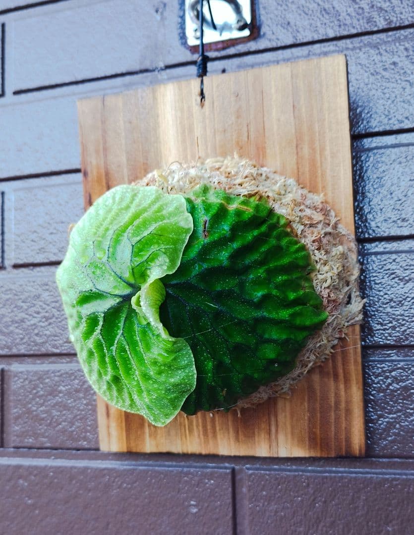 Ｍadagascariense (oc)株分 NO.27 マダガスカリエンセ