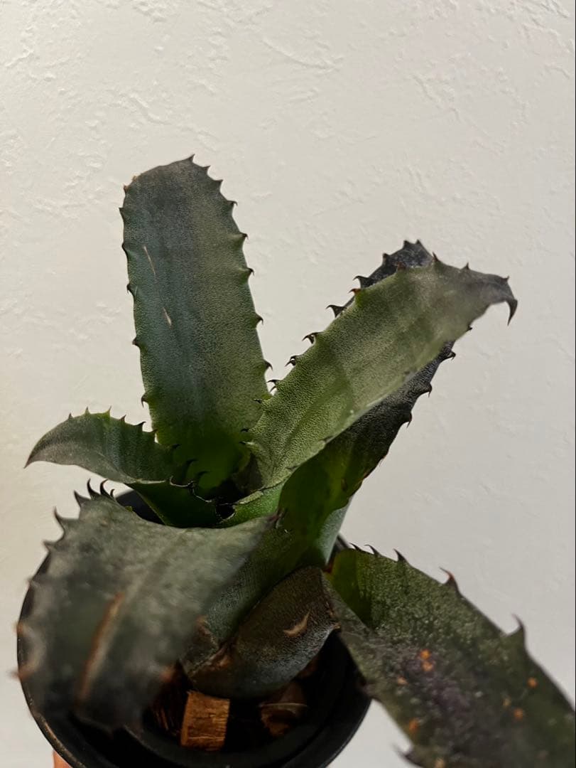 Hohenbergia “Sandra’s Mountain” ホヘンベルギア