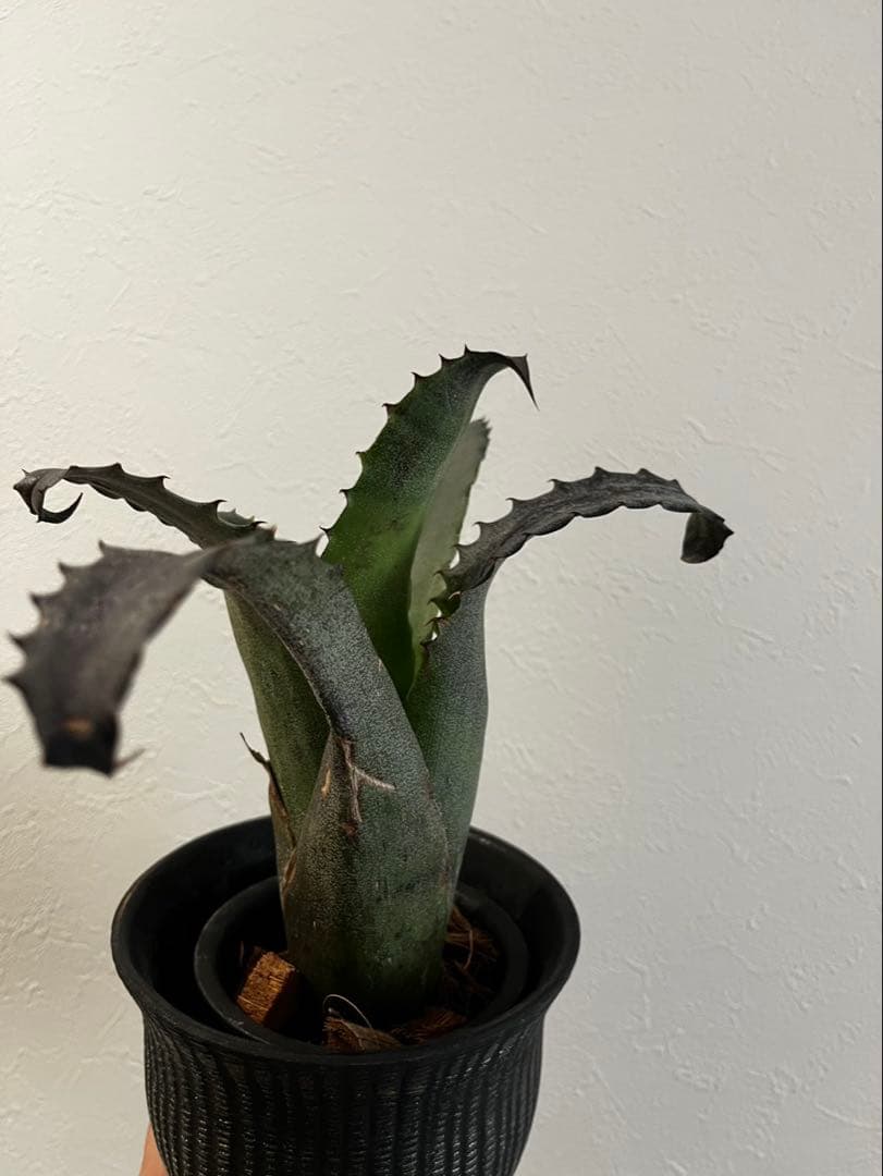 Hohenbergia “Sandra’s Mountain” ホヘンベルギア