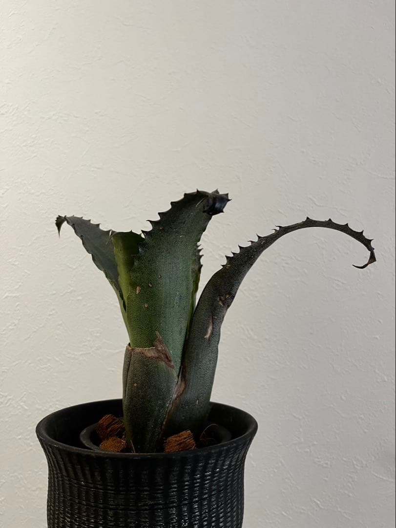 Hohenbergia “Sandra’s Mountain” ホヘンベルギア