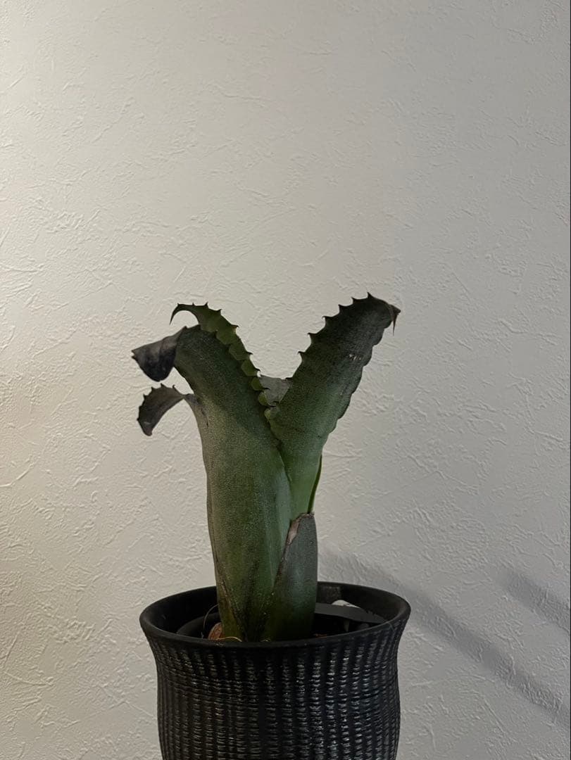 Hohenbergia “Sandra’s Mountain” ホヘンベルギア