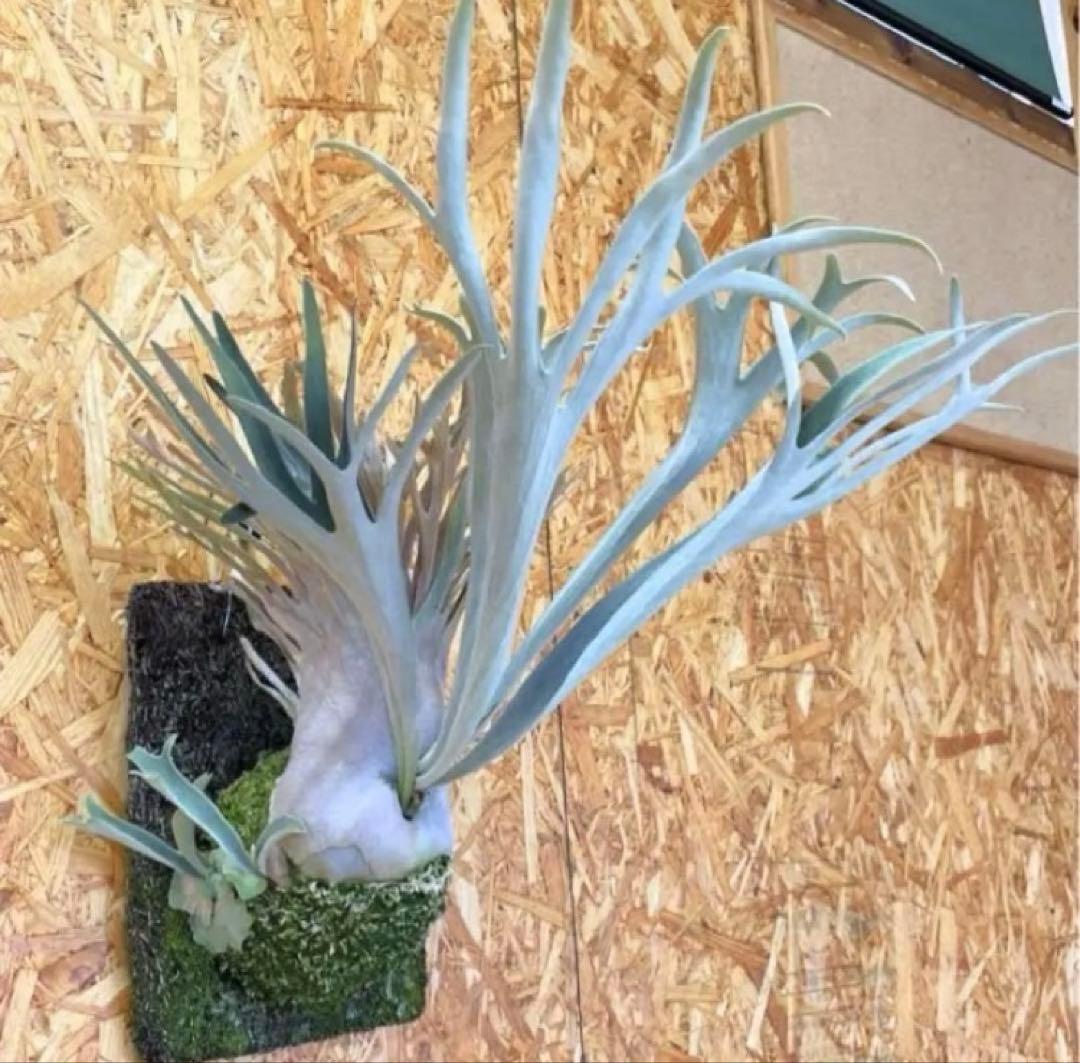 P.Veitchii Wild Australia Pup②【年末年始限定】