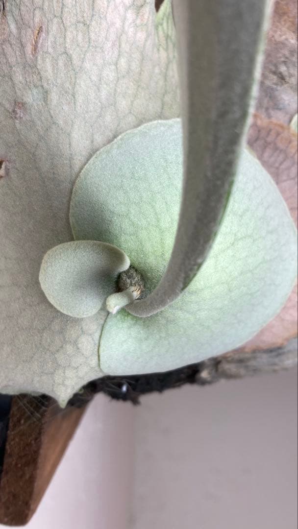 P.Veitchii Wild Australia Pup②【年末年始限定】