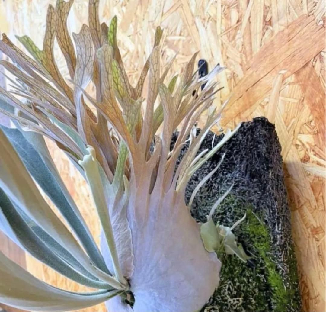 P.Veitchii Wild Australia Pup②【年末年始限定】