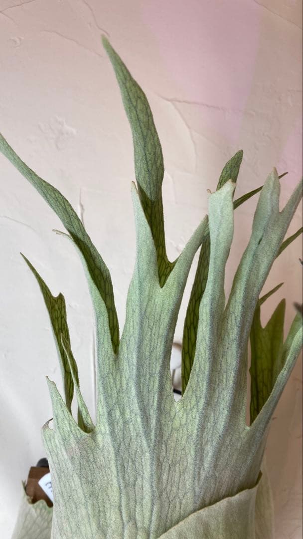 P.Veitchii Wild Australia Pup②【年末年始限定】