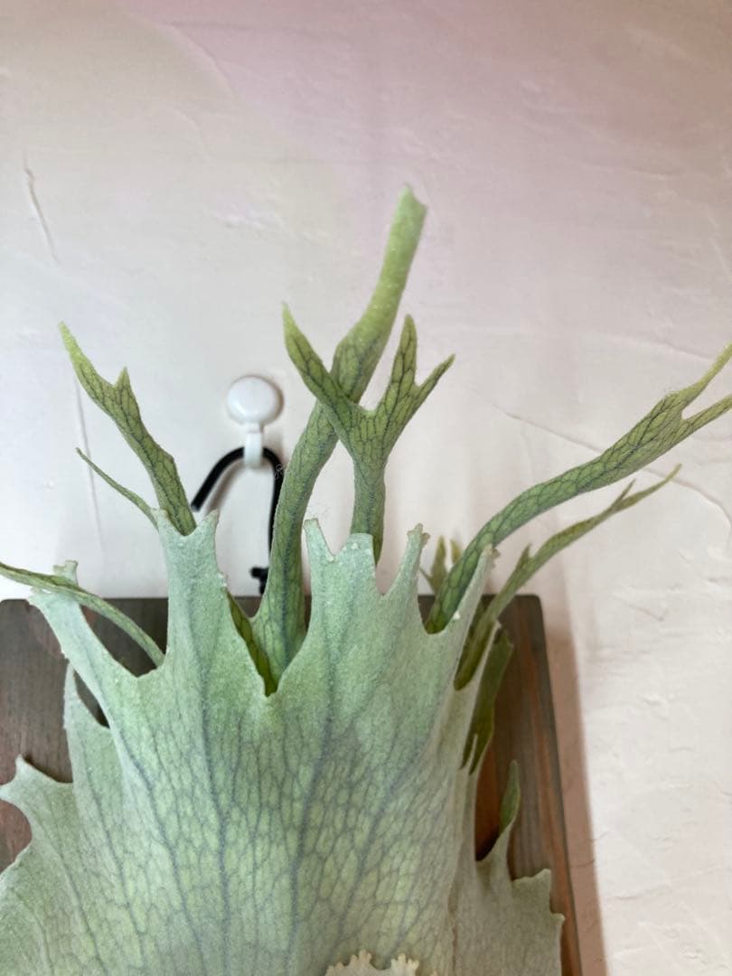 P.Veitchii Wild Australia Pup②【年末年始限定】