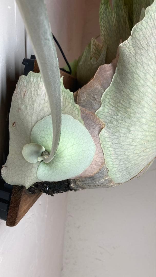 P.Veitchii Wild Australia Pup②【年末年始限定】